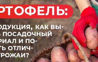 Где купить качественный семенной картофель Где купить качественный семенной картофель