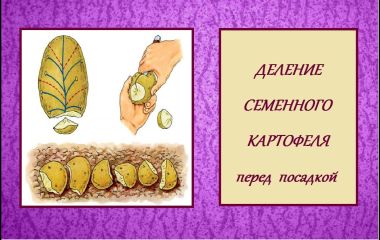 Как резать семенной картофель перед посадкой Как резать семенной картофель перед посадкой