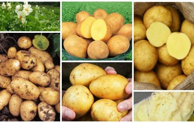 Купить картофель семенной почтой Купить картофель семенной почтой