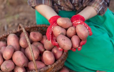 Сколько семенного картофеля нужно на сотку Сколько семенного картофеля нужно на сотку