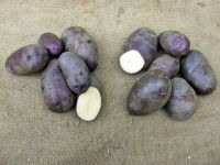 Насіннєва картопля Чорний принц