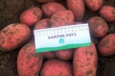 Насіннєва картопля Балтік Роуз