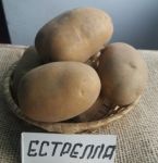 Насіннєва картопля Естрелла