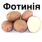 Насіннєва картопля Фотинія