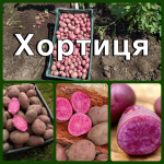 Насіннєва картопля Хортиця