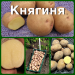 Насіннєва картопля Княгиня
