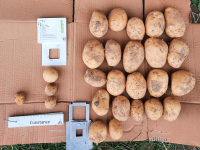 Насіннєва картопля Констанс