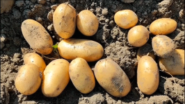 Насіннєва картопля Королева Ганна