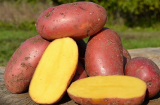 Насіннєва картопля Лаура