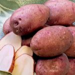 Насіннєва картопля Любава