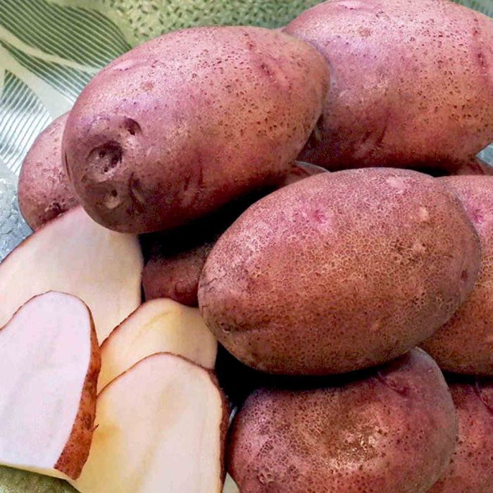 Насіннєва картопля Любава