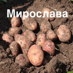 Насіннєва картопля Мирослава