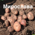 Насіннєва картопля Мирослава