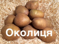 Насіннєва картопля Околиця
