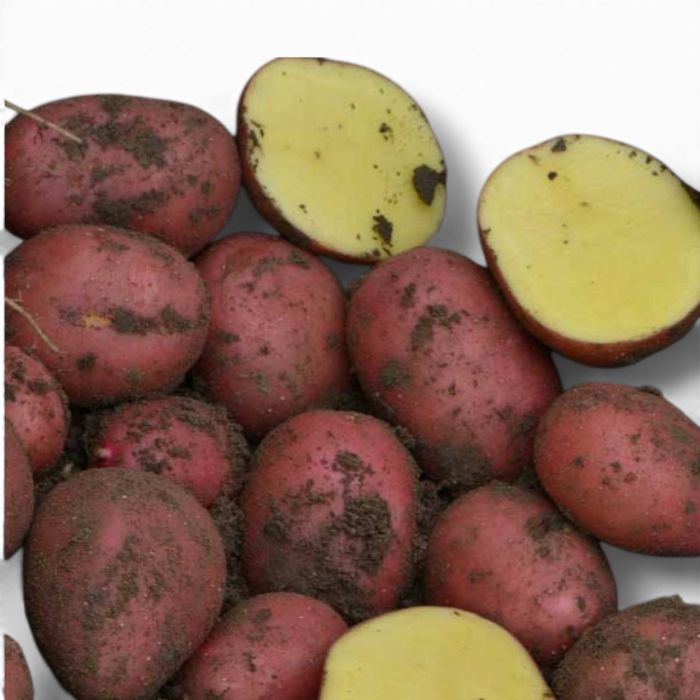 Семенной картофель Балтик Роуз