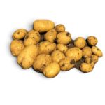 Насіннєва картопля Коломбо