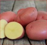 Насіннєва картопля Ред Леді