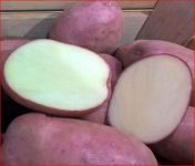 Насіннєва картопля Рікарда