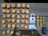 Насіннєва картопля Рів'єра