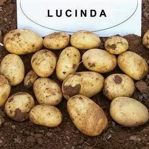 Насіннєва картопля Лусінда