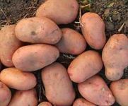 Насіннєва картопля Слов'янка