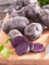 Семенной картофель Солоха