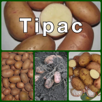 Насіннєва картопля Тірас